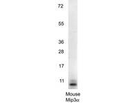 Anti-CCL20 Rabbit Polyclonal Antibody