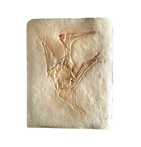 Replica Pterodactylus Kochi.Fossil Replica, Resin