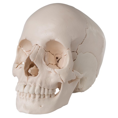 3B Scientific® Beauchene Skulls