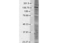 Anti-SHANK2 Mouse Monoclonal Antibody [clone: S23b-49]