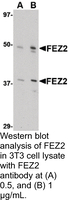 Anti-FEZ2 Rabbit Polyclonal Antibody