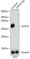 Anti-glutathione S transferase Omega 1/p28 Rabbit Polyclonal Antibody