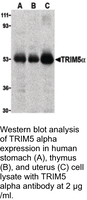 Anti-TRIM5 alpha Rabbit Polyclonal Antibody