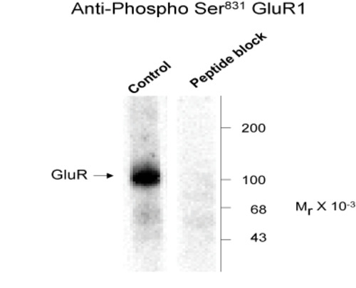 GluR1 (phospho Ser831) Antibody