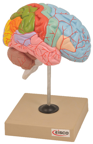 Model Functioning of Brain