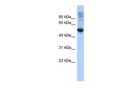 Anti-FBXL16 Rabbit Polyclonal Antibody