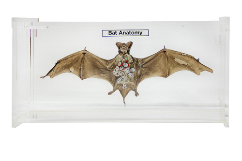 Bat Anatomy Museum Mount