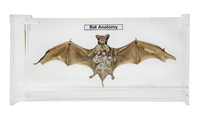 Ward's® Bat Anatomy Museum Mount