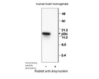 Anti-SNCB Rabbit Polyclonal Antibody