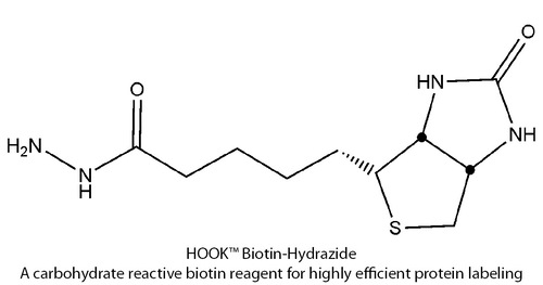 HOOK™ Carbohydrate Reactive Biotin Reagents & Kits for Highly Efficient Protein Labeling, G-Biosciences