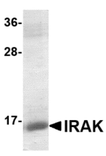 IRAK Recombinant Protein, Host: E.coli
