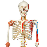 3B Scientific® Flexible Ligamentary Painted Skeleton
