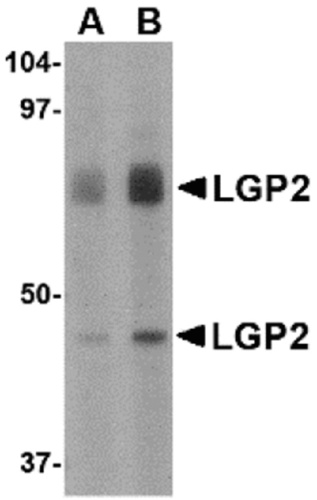 LGP2 antibody