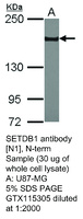 Anti-RAE1 Rabbit Polyclonal Antibody
