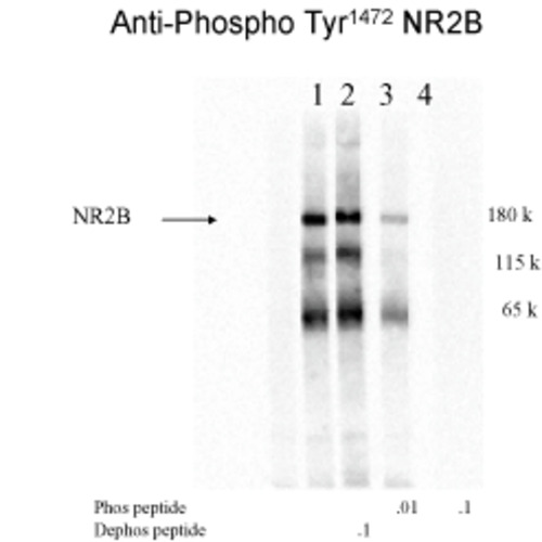 NMDA NR2B (phospho Tyr1472) Antibody