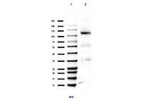 Anti-RB1 Rabbit Polyclonal Antibody