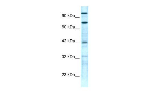 ZNF23 Antibody