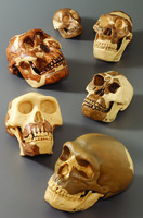 Somso® Hominids Skull Restoration Series