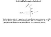 Anti-GABRA3 Rabbit Polyclonal Antibody