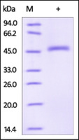 Human Recombinant Serpin E2 (from HEK293 Cells)