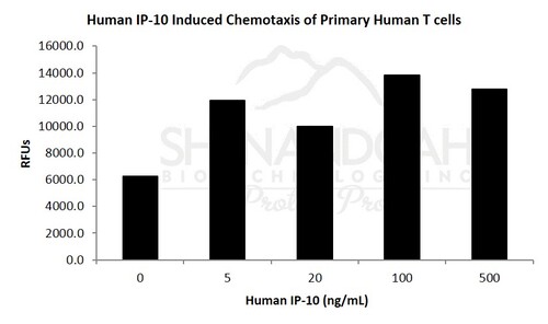 Human Recombinant IP-10 / CXCL10 (from E. coli)