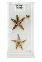 Ward's® Starfish Anatomy Museum Mount