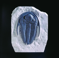 Paradoxides harlani (Cambrian)