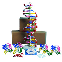 United Scientific™ DNA Model Kits With Four Models And CD, United Scientific Supplies