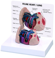 GPI Anatomicals® Feline Heart and Lung Model