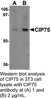 Anti-CIP75 Rabbit Polyclonal Antibody