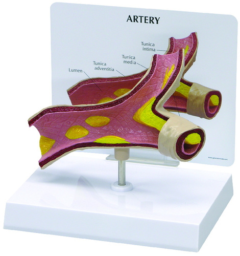 MODEL INTRODUCTORY ARTERY