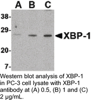 Anti-XBP1 Rabbit Polyclonal Antibody