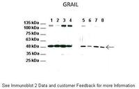 Anti-RNF128 Rabbit Polyclonal Antibody