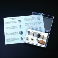 Ward's® Fossil Display Pack