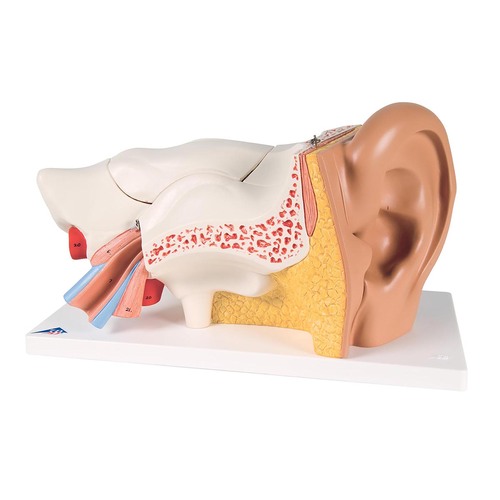 MODEL GIANT EAR 3X LIFE SIZE