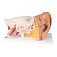 3B Scientific® Ear Model