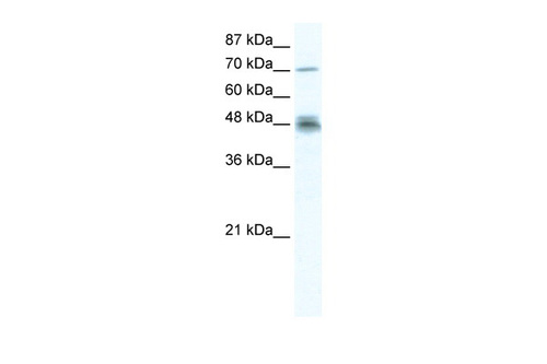 DDX50 Antibody
