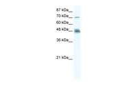 Anti-DDX50 Rabbit Polyclonal Antibody