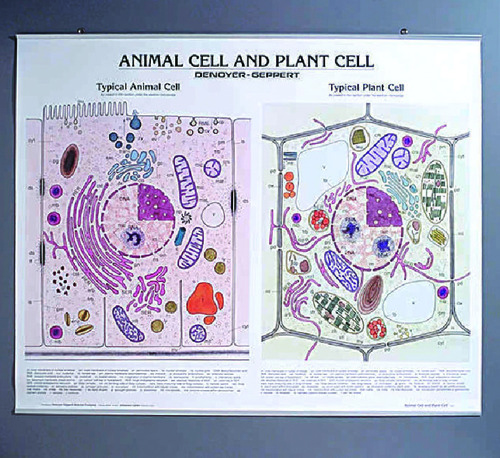 CHART ANIMAL/PLANT CELL S WITH HANGER