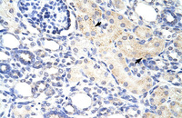 Anti-DLX3 Rabbit Polyclonal Antibody
