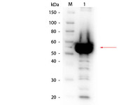 Anti-AMY1 Rabbit Polyclonal Antibody (Biotin)