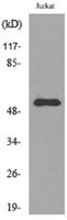 Anti-BMP3 Rabbit Polyclonal Antibody