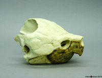 BoneClones® Animal Skulls, Reptilian