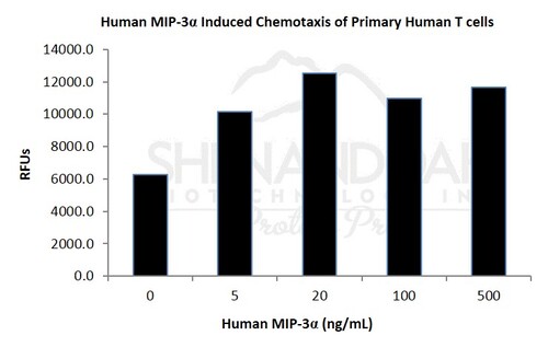 Human Recombinant MIP-3 alpha / CCL20 (from <i>E. coli</i>)