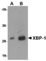 Anti-XBP1 Mouse Monoclonal Antibody [clone: 9B7E5]