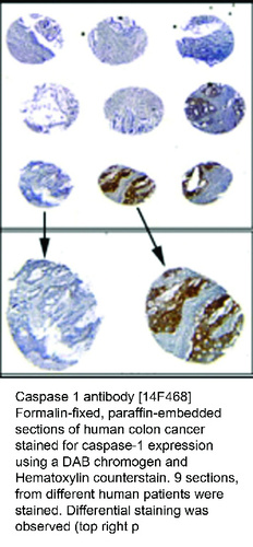 Mouse Monoclonal antibody to Caspase 1