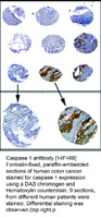 Anti-CASP1 Mouse Monoclonal Antibody [clone: 14F468]