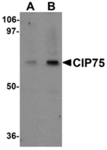 CIP75 antibody