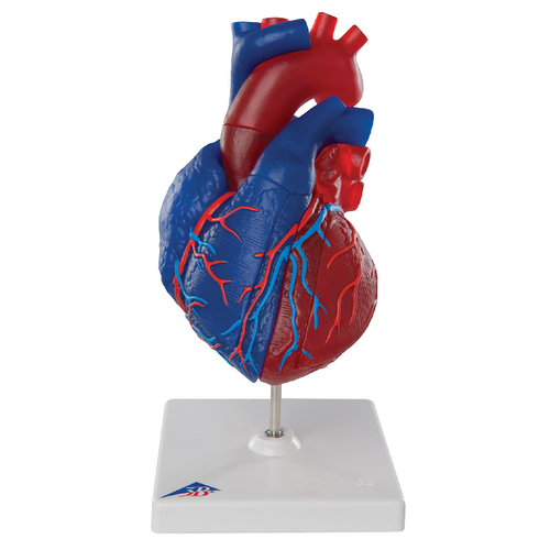 Model Magnetic Heart Life-Size 5 Parts