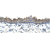 Anti-SLC26A1 Rabbit Polyclonal Antibody